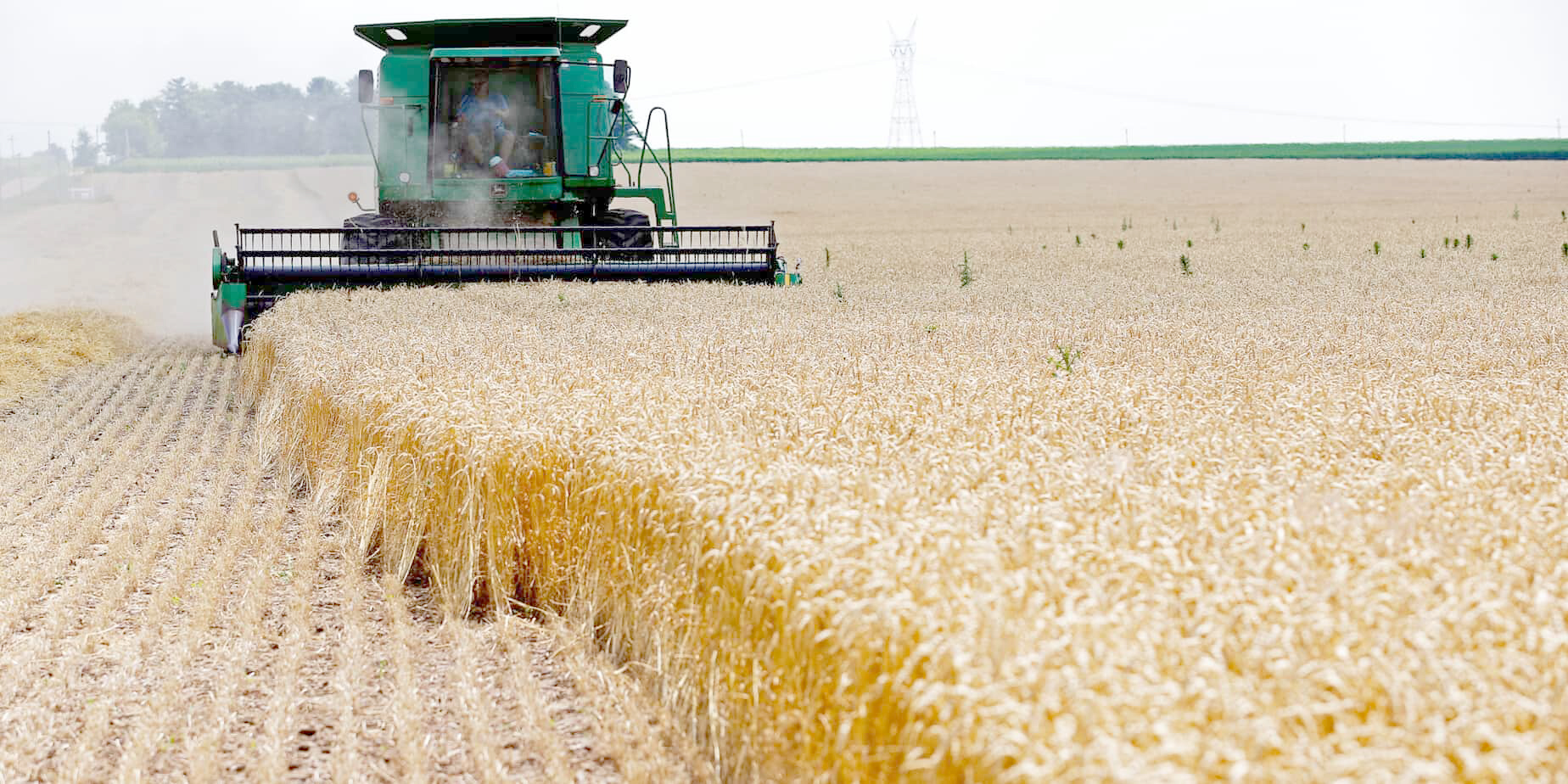 حملة الحصاد والدرس: توقع إنتاج أكثر من 277 ألف قنطار من الحبوب بورقلة