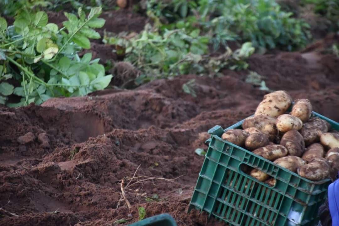 انطلاق حملة جني البطاطس غير الموسمية