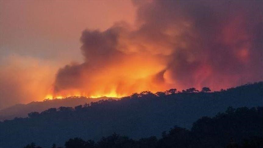 Skikda : des incendies de forêt font deux victimes