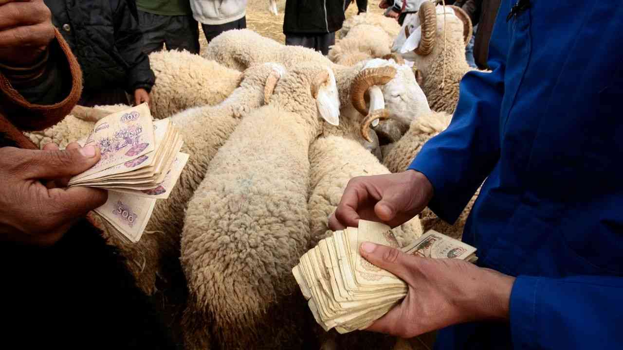 Aïd El Adha : l’Algérienne des viandes rouges propose des moutons à des prix imbattables