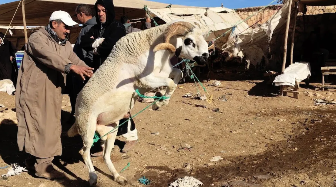 Aïd El Adha : un éleveur d’Annaba propose deux béliers à… 25 millions de centimes chacun (vidéo)