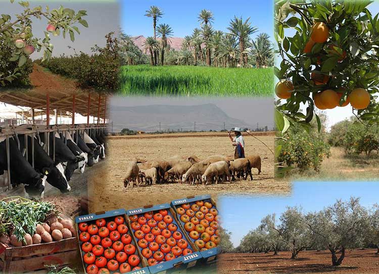 Agriculture : Henni dévoile les principaux axes de sa stratégie pour développer le secteur