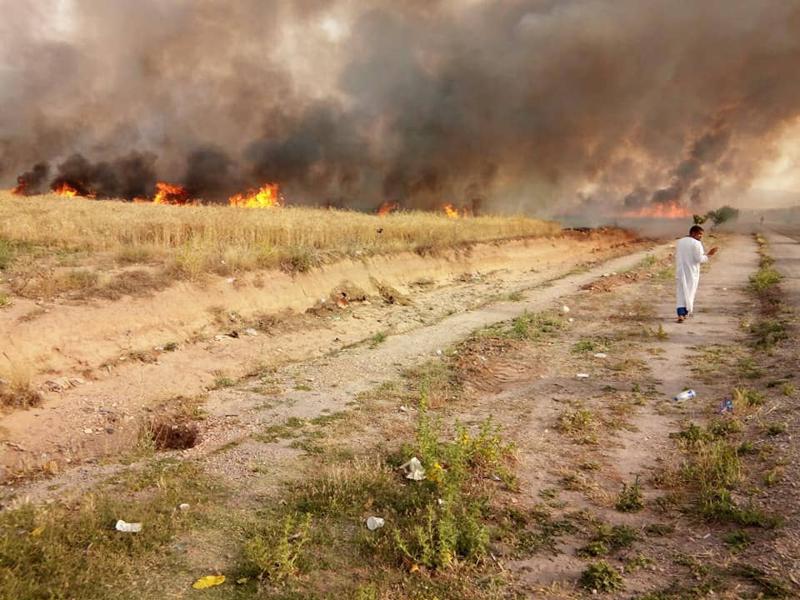 Chlef : des hectares de surfaces agricoles détruits par des incendies