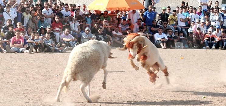 Aïd El Adha : les combats de moutons prolifèrent (vidéo)