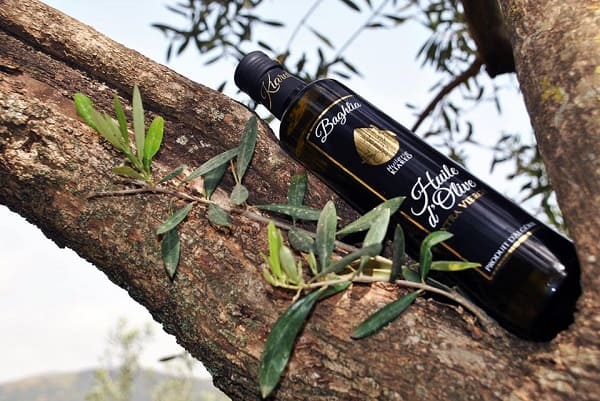 Huile d’olive : cinq variétés algériennes s’imposent à l’international