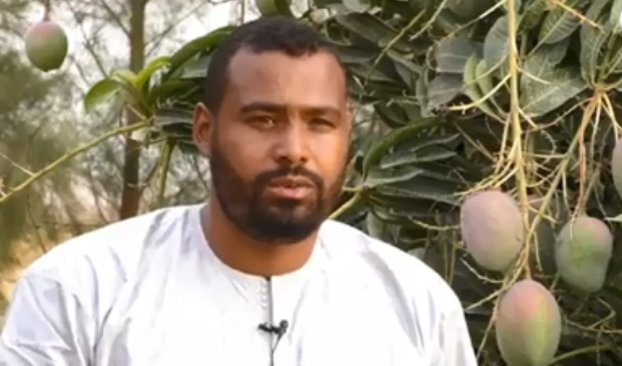Tamanrasset : la première expérience de production de mangues est une grande réussite (vidéo)  