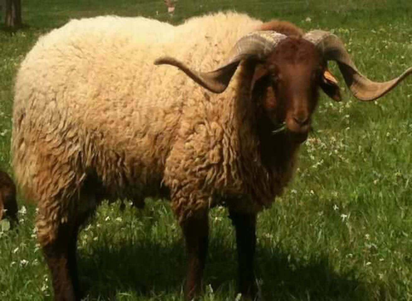 Cheptel ovin : le fameux mouton Deghma menacé d’extinction en Algérie (vidéo)  