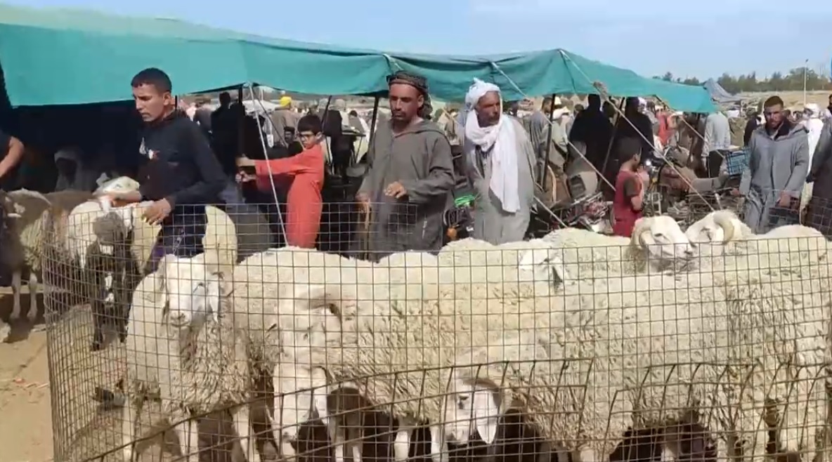 Aïd El Kebir : les prix des moutons atteignent des niveaux sans précédent (vidéo)