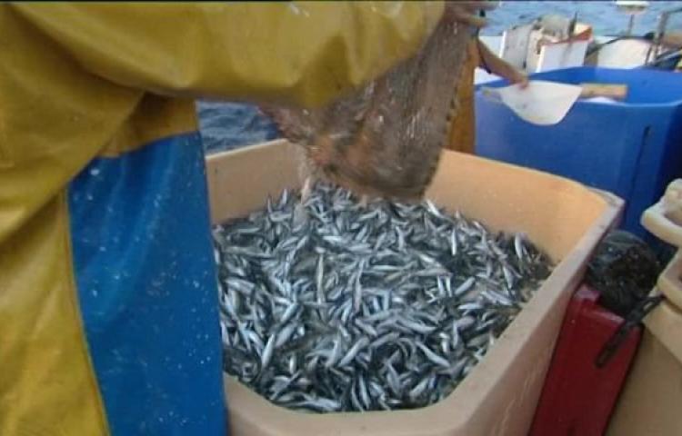 Ressources halieutiques : la pêche illicite de la petite sardine reprend de plus belle sur les côtes algériennes