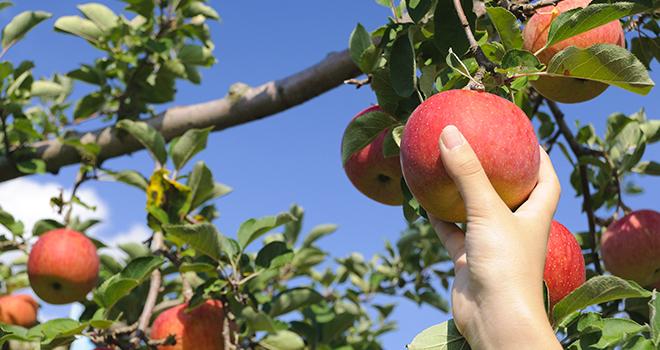 Malagou (Khenchela) : les producteurs de pomme attendent désespérément leur raccordement au réseau électrique (vidéo)