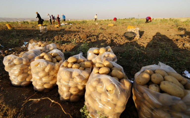 Mille quintaux à l’hectare : l’incroyable rendement de la pomme de terre « touarègue » à  Bouira (vidéo)