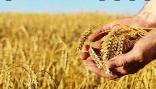 Médéa : des champs de blé laissés à l’abandon faute de moissonneuses-batteuses (vidéo)