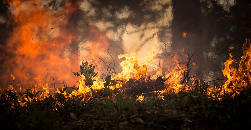 Tunisie : la plupart des feux de forêt est maîtrisée