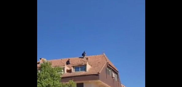 Aïn Defla : des agents de la Protection civile sauvent un mouton « refugié » sur le toit d’un immeuble (vidéo)