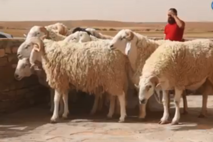 Moutons géants d’Algérie : une autre race ovine menacée d’extinction (vidéo)