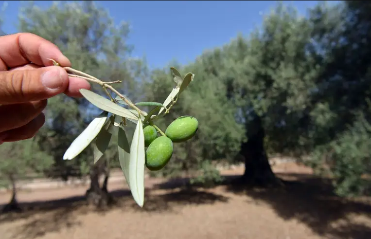 Biskra : des dizaines de milliers d’oliviers se meurent faute d’eau (vidéo)