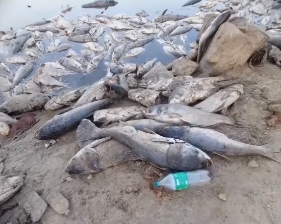 Béchar : le barrage de Djorf Torba est le théâtre d’une terrible catastrophe écologique (vidéo)