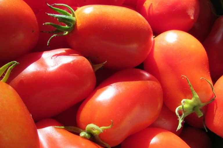 Guelma : la variété de tomates « Assila » réalise un niveau de production hors normes (vidéo)