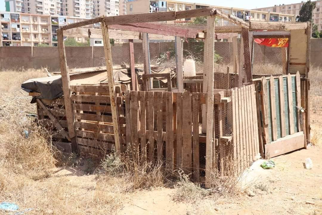 Oran : le wali Saïd Sayoud a été surpris de voir une partie d’une école transformée en basse-cour (photos)
