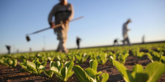 Agriculture : les professionnels du secteur peuvent bénéficier d’importantes incitations (document)