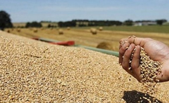 Céréales : le ministère de l’Agriculture somme les producteurs de remettre leurs récoltes à l’État