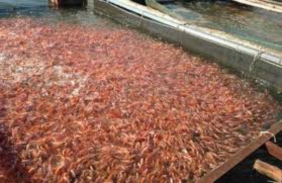 Aquaculture : une ferme d’élevage de crevettes voit le jour à Relizane