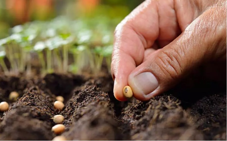 Agriculture : l’Algérie se dote d’une banque de semences