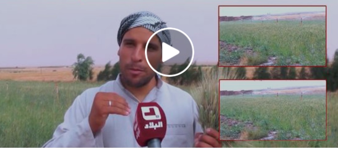 Djelfa : un jeune agriculteur réussit la prouesse de faire deux moissons de blé en une année (vidéo)