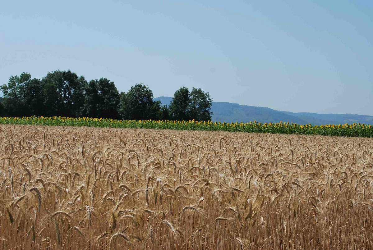 Important séminaire national sur la filière du blé