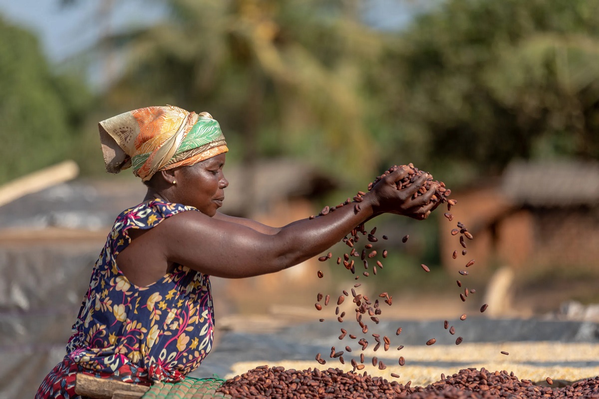 Résistance contre une Bourse du cacao en Afrique