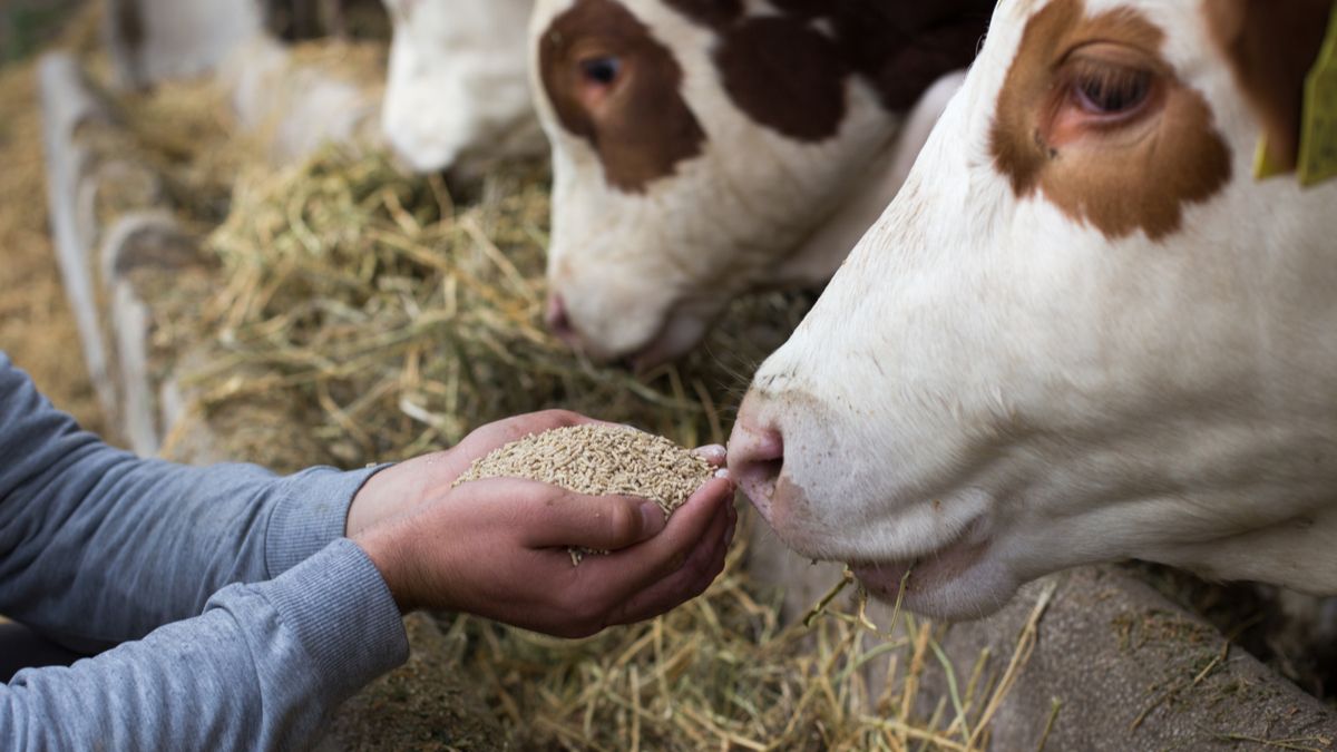 Alimentation de bétail : les mises en garde du ministère de l’Agriculture