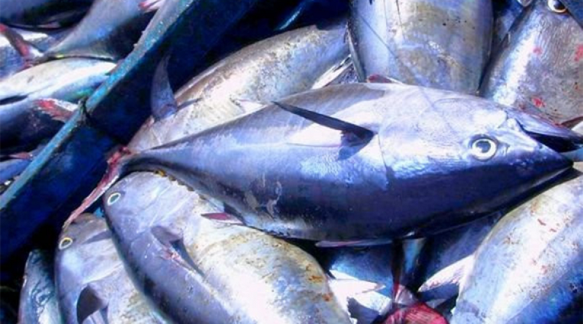 Hausse du quota de pêche de thon rouge de l’Algérie