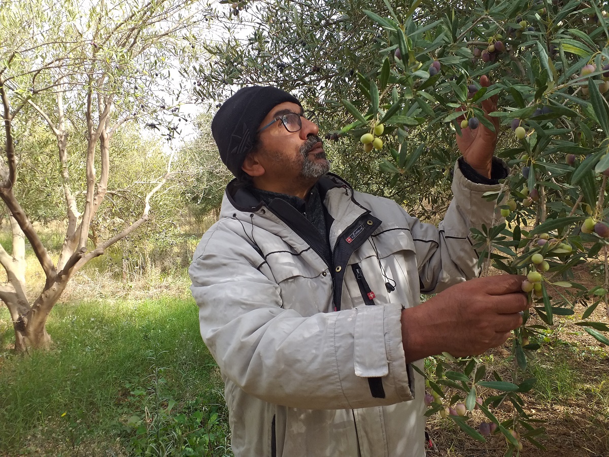 Exportation de l’huile d’olive: Des professionnels s’expriment