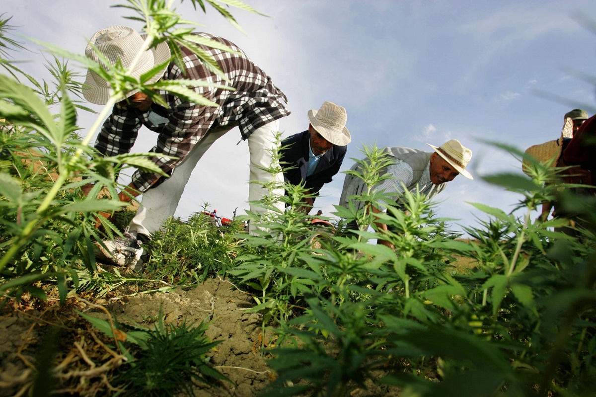 Cannabis: Le Maroc octroie 100 licences d’exploitation !