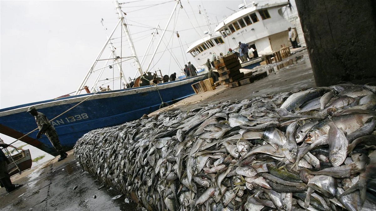 Vers une production de 142 000 tonnes/an de poissons