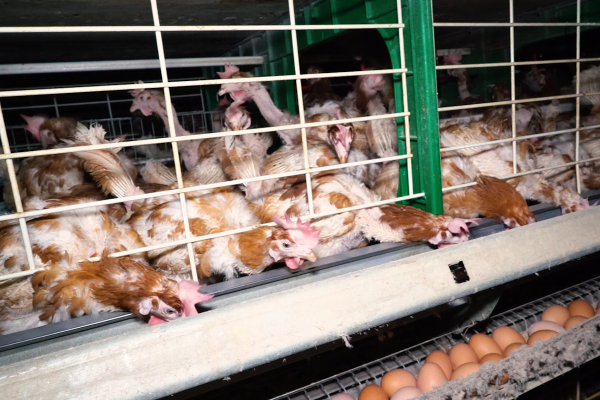 L’Algérie n’importera pas de poules pondeuses