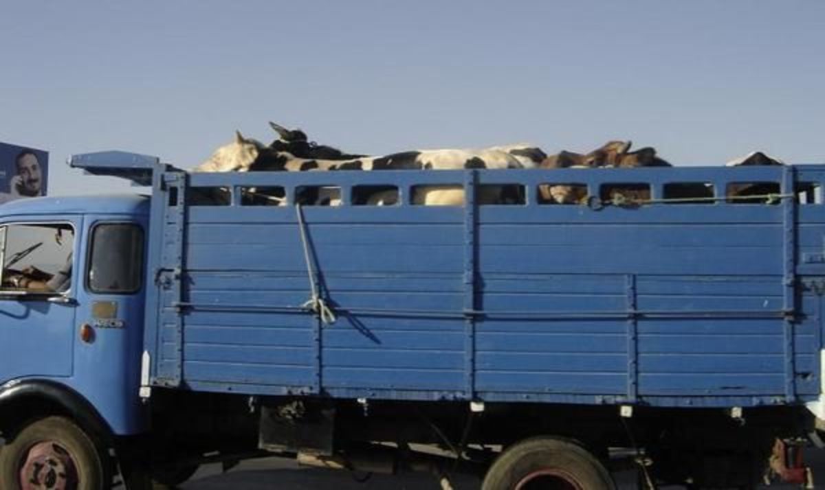 Tunisie : Il faisait passer clandestinement des vaches en Algérie