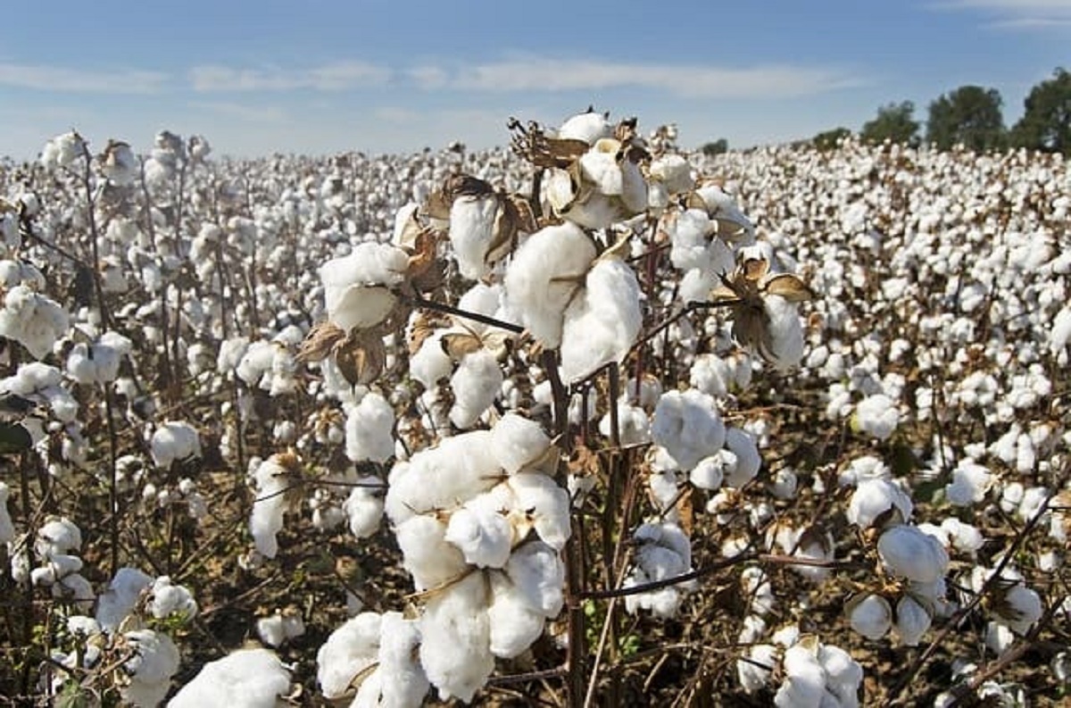 Production du coton : Une feuille de route en cours d’élaboration