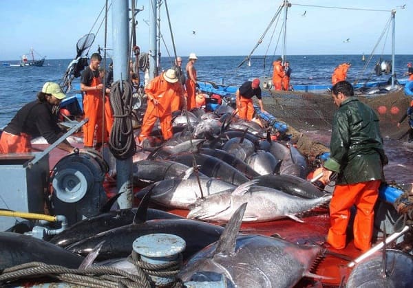 Pêche au thon rouge : 32 thoniers y participent à la campagne de 2023