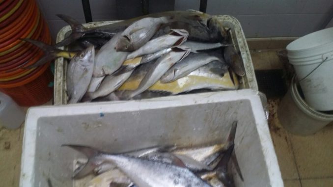Bechar : Saisie de 330 Kg de poissons impropres à la consommation