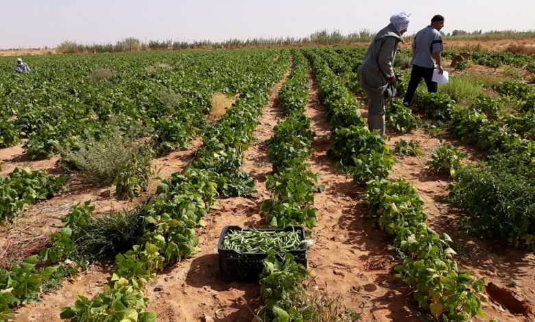 Investissement agricole dans le sud : Un couloir vert pour les investisseurs