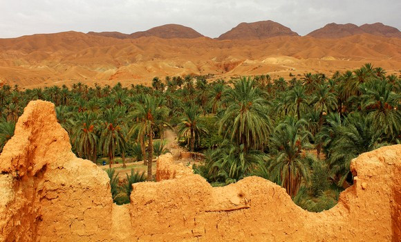 Journée nationale de la vulgarisation agricole: Biskra accueille mardi les festivités officielles